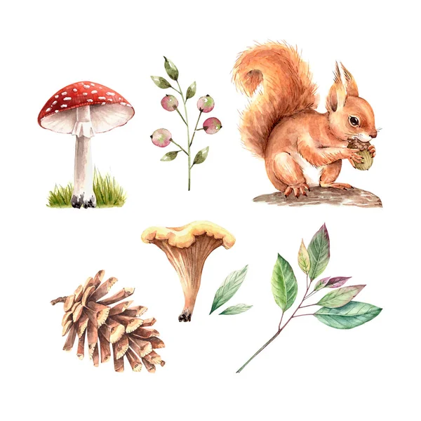 Conjunto Ilustrações Aquarela Esquilo Vermelho Com Cogumelos Bagas Plantas Fundo — Fotografia de Stock