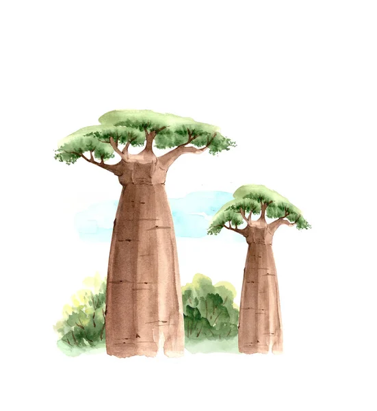 Afrikanska Baobab Träd Naturen Akvarell Närbild Illustration — Stockfoto