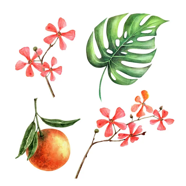 白色背景上的一组热带树叶和花朵 水彩画 — 图库照片