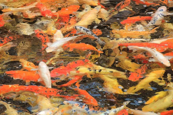 Soyutlama. Doku balıklar suda.