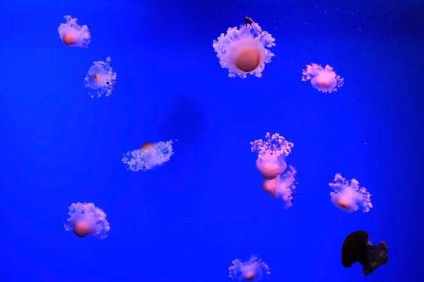 Akvaryumdaki denizanaları