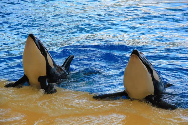 Havuzdaki katil balinalar