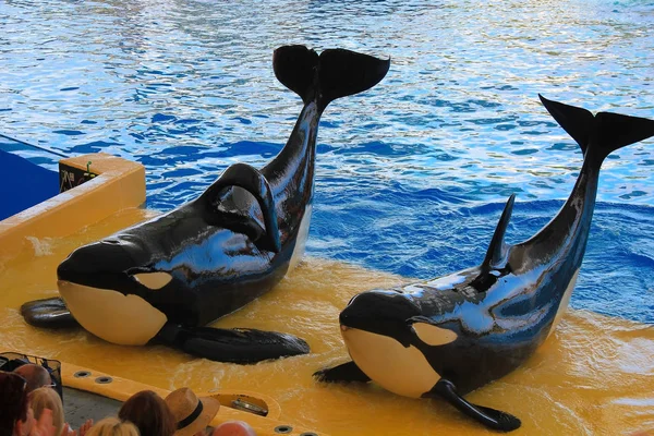 Komik katil balinalar