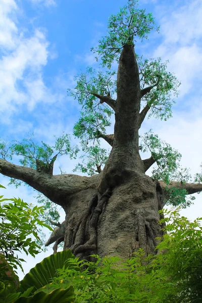 Baobab taklit