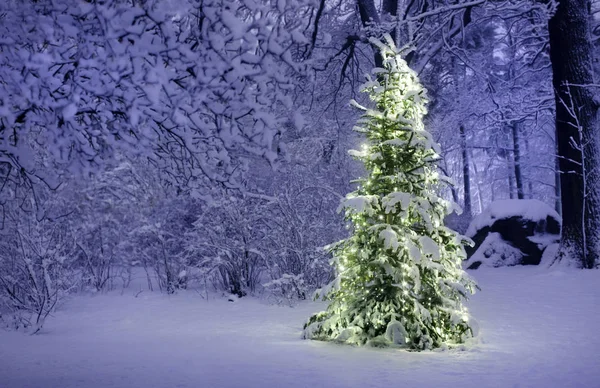 Karácsonyfa hóban — Stock Fotó