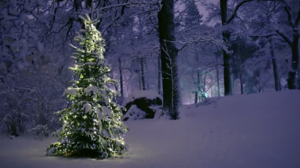 Árbol de Navidad en el bosque nevado — Vídeo de stock