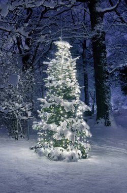 Karlı ormanda Noel ağacı 