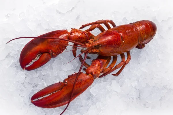 Homard sur glace — Photo