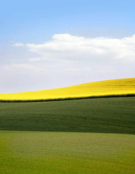 Gelbes Feld mit Ölraps — Stockfoto