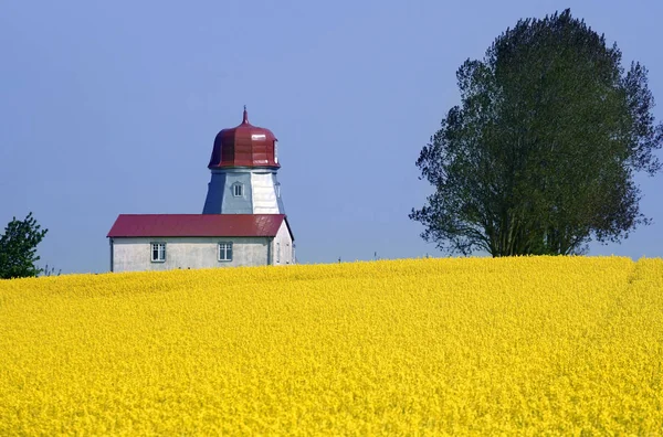 Campo amarelo com colza de semente de óleo — Fotografia de Stock