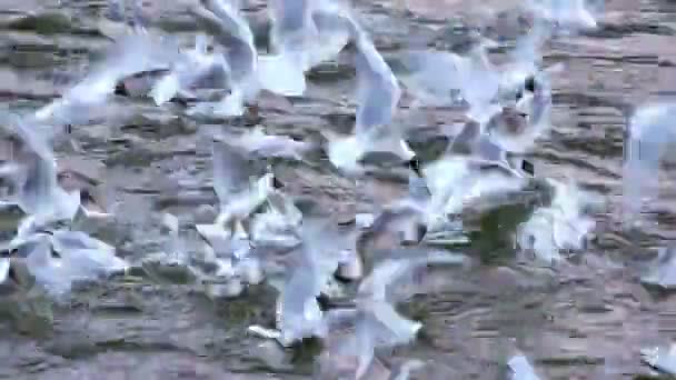 Seagulls over cold winter river — Stock Video