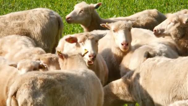 Вівці пасуться на зеленому лузі — стокове відео