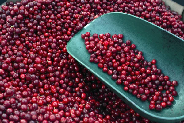 Bucket of picked Lingonberry , close up — Stock Photo, Image