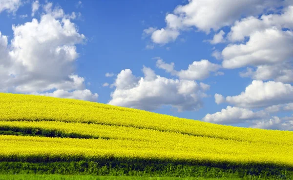 Žlutá rapefield — Stock fotografie