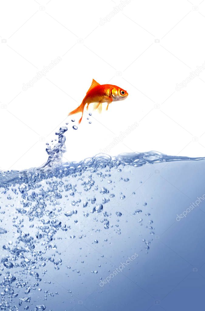 goldfish and clean water