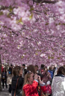İnsanlar çiçek bahçesinde yürüyor, Kungstradgarden, Stockholm, İsveç