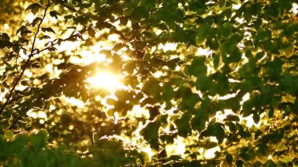 Frühe Morgensonne Kommt Bei Sonnenaufgang Durch Bäume — Stockvideo