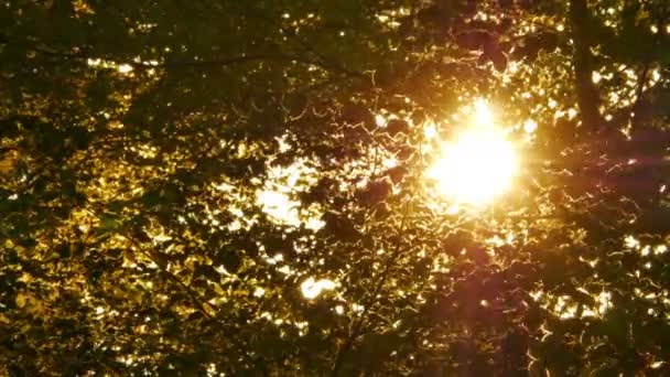 Vroege Ochtendzon Komt Door Bomen Bij Zonsopgang — Stockvideo