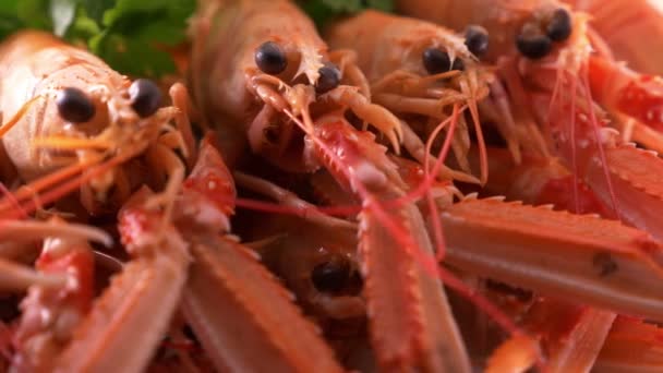 Fruits Mer Frais Crevettes Énormes Poissons — Video