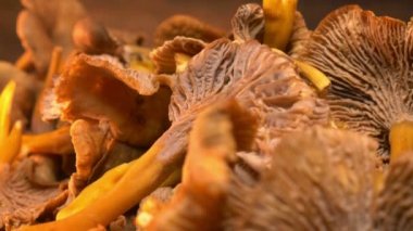 Organik taze chanterelle, kapat.