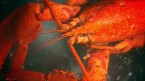 Hot Merokok Lobster Rebus Menutup — Stok Video