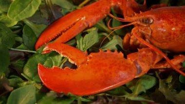 Sıcak, haşlanmış ıstakoz salatada, yakın çekim.