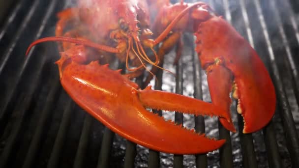 Homard Cuit Vapeur Fruits Mer Sur Gril — Video