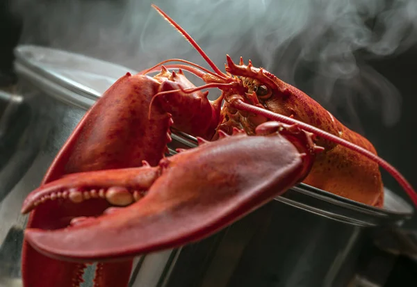 Hot smoking Boiled Lobster, close up — Stock Photo, Image