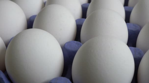 Rohe Weiße Eier Eischachtel — Stockvideo