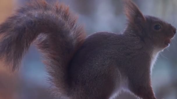 Nahaufnahme Von Niedlichen Grauen Und Roten Eichhörnchen — Stockvideo