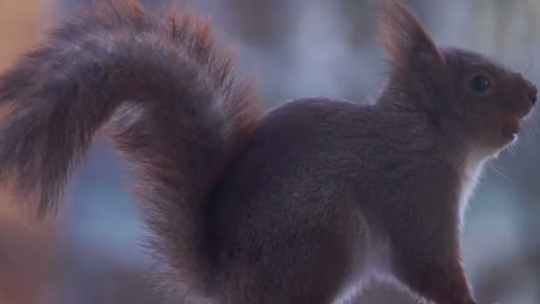 Gros Plan Mignon Écureuil Gris Roux — Video