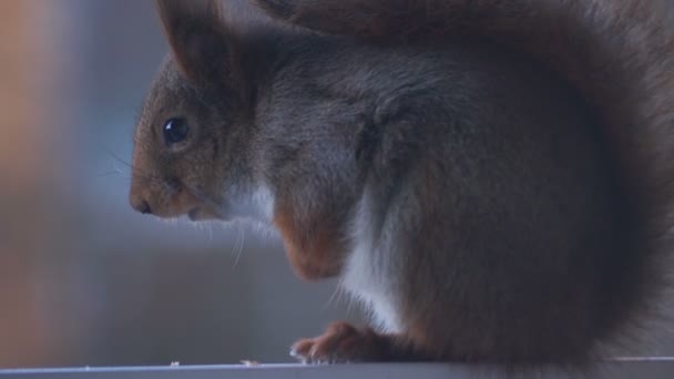 可爱的灰松鼠和红松鼠的衣服 — 图库视频影像