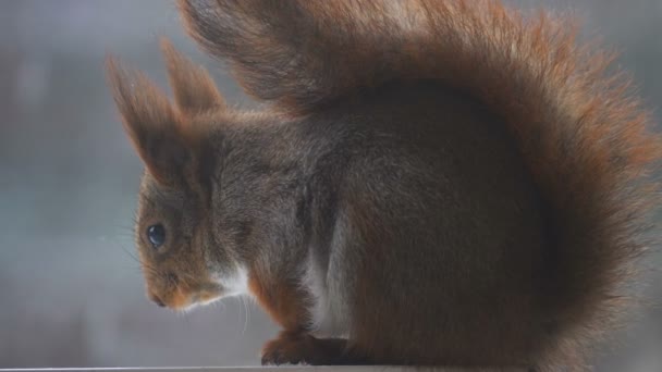 Nahaufnahme Von Niedlichen Grauen Und Roten Eichhörnchen — Stockvideo