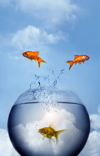 Goldfische Springen Aus Dem Wasser — Stockfoto