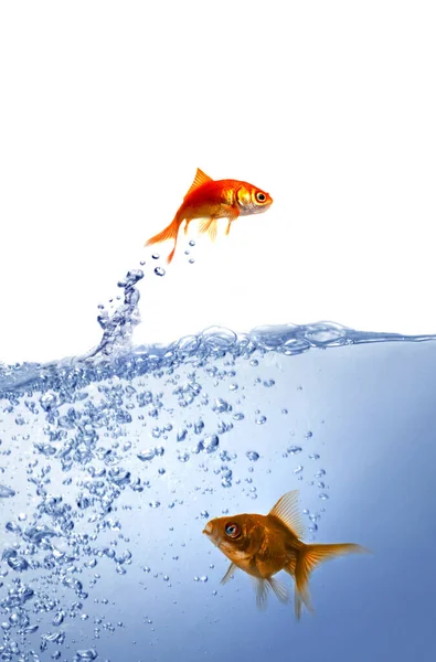 Goldfish Clean Water — Stock Photo, Image