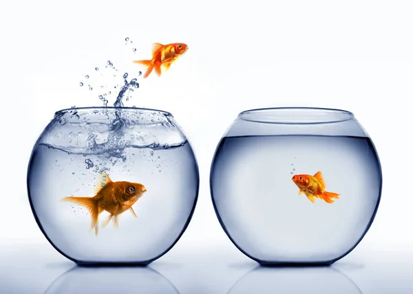 Goldfish Jumping Out Water — Stock Photo, Image