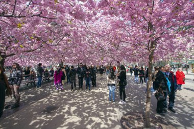 İnsanlar çiçek bahçesinde yürüyor, Kungstradgarden, Stockholm, İsveç