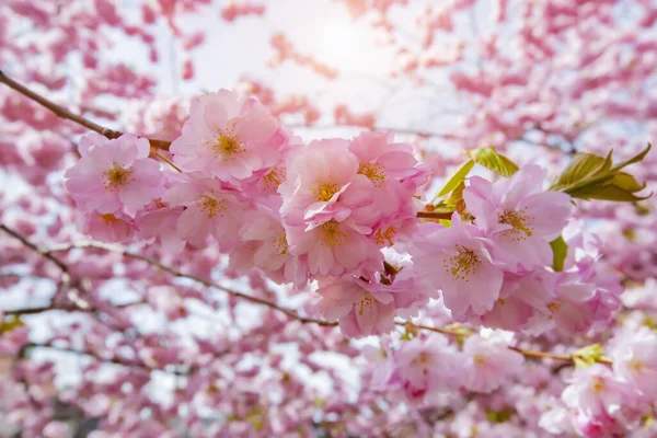 Flowering Cherry Blossom Spring Sunny Day — Stock Photo, Image