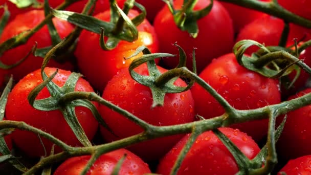 Färska Röda Mogna Tomater För Matlagning Ingredienser — Stockvideo