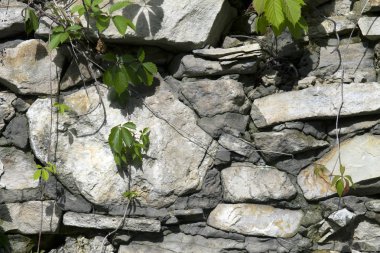 Yemyeşil taze yeşil güzel dağcı gri taş bloklar duvarda büyüyen doğal arka plan