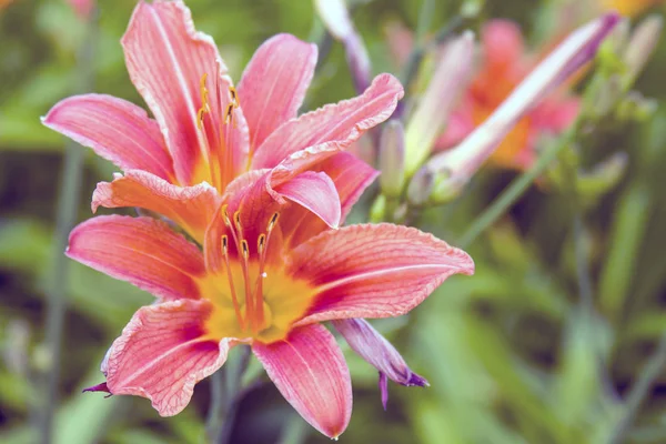 Mooie Lily bloem in Park — Stockfoto