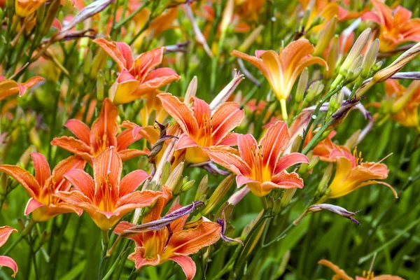 Hermosa flor de lirio en Park —  Fotos de Stock