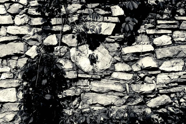 Natural background of lush fresh green beautiful climber growing on gray wall of stone blocks — Stock Photo, Image
