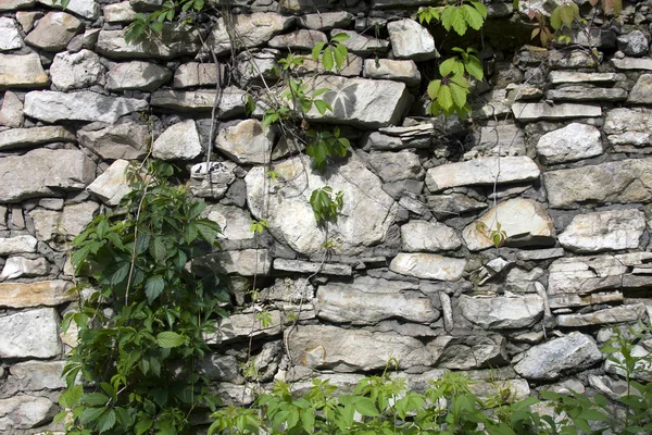Yemyeşil taze yeşil güzel dağcı gri taş bloklar duvarda büyüyen doğal arka plan