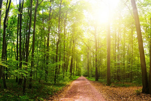 Otel Kırım sahil şeridine ve plajları dağlarla içinde belgili tanımlık geçmiş.
