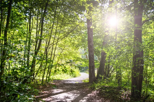Toprak yolun ormanın derinliklerinde. 