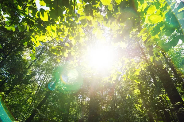 Groen bos. zonlicht door boomtoppen. — Stockfoto