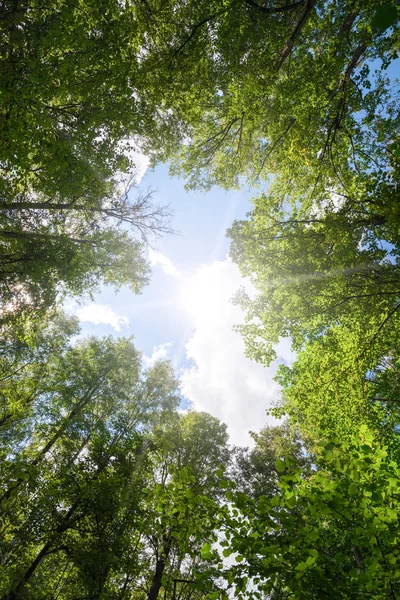 Gröna skogen. solljus genom trädtopparna. — Stockfoto