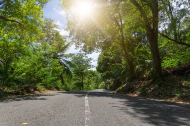 Seyşel Adaları. Palmiye orman yolu. Tropik cennet.
