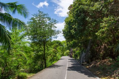 Seyşel Adaları. Palmiye orman yolu. Tropik cennet.